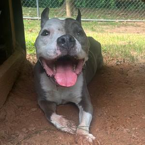 Ivander, Mixed Breed (Medium), senior, available for adoption