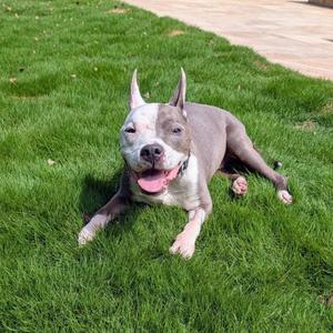 Ivander, Mixed Breed (Medium), senior, available for adoption