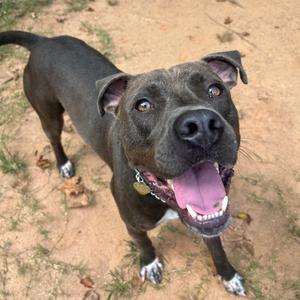 Edgar, Mixed Breed (Medium), adult, available for adoption