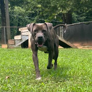 Edgar, Mixed Breed (Medium), adult, available for adoption