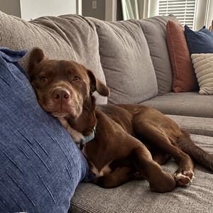 Dirk, Mixed Breed (Medium), adult, available for adoption