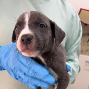 Edison, Mixed Breed (Small), puppy, available for adoption