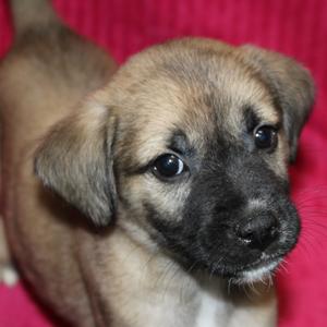 Elvis, Mixed Breed (Small), puppy, available for adoption