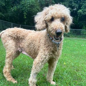 Grenadine, Mixed Breed (Medium), senior, available for adoption