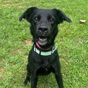 Callie, Mixed Breed (Medium), adult, available for adoption