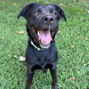 A black dog with a happy expression, standing on grass and looking up.