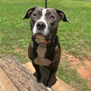 Gracie, Mixed Breed (Medium), adult, available for adoption