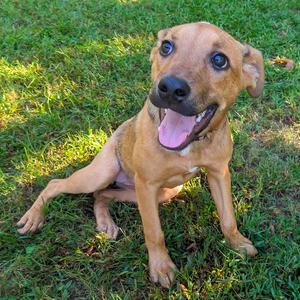 Beatrice, Mixed Breed (Medium), young, available for adoption
