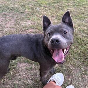 A black dog with its mouth open, standing on grass and looking at the camera.