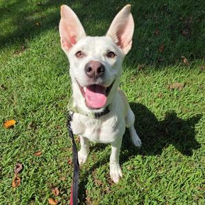 Alaska, Mixed Breed (Medium), young, available for adoption