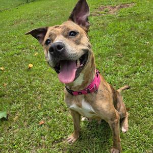 A brown and white dog with a pink collar is sitting on a grassy field, looking up with its mouth open and tongue out.