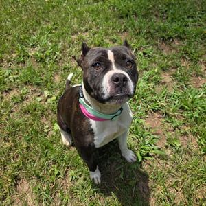 A black and white dog with a pink collar sitting on grass.