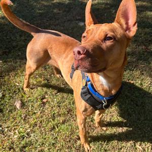 Esperanza, Mixed Breed (Medium), adult, available for adoption