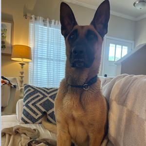 Goose, Mixed Breed (Large), adult, available for adoption