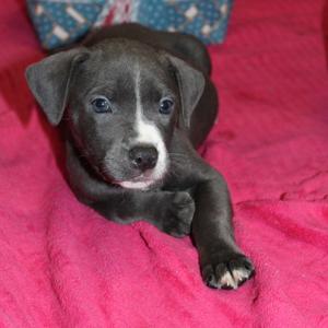 Elanor, Mixed Breed (Small), puppy, available for adoption