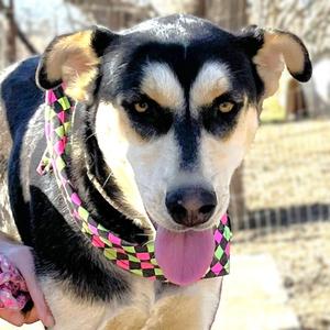 Beignet, Shepherd / Husky, young, available for adoption