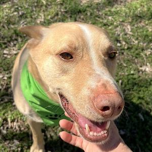 Sprite, Retriever / Shepherd, adult, available for adoption