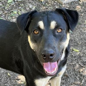 Carmelita, Labrador Retriever / Shepherd, adult, available for adoption