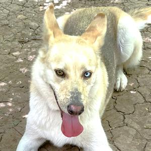 Luka, Husky / Shepherd, adult, available for adoption