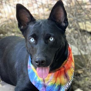 Luna, Husky / Labrador Retriever, adult, available for adoption