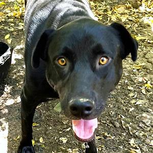 Onyx, Labrador Retriever / Retriever, adult, available for adoption