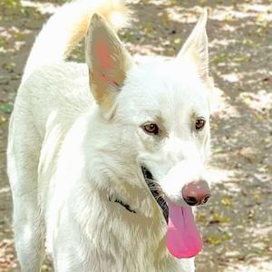 a white dog
