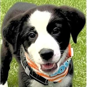 Oreo, Border Collie / Australian Shepherd, puppy, available for adoption
