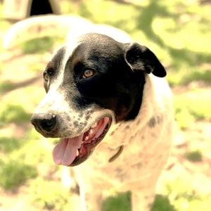 A close-up, slightly blurry photo of a black and white dog with its mouth open and tongue hanging out.