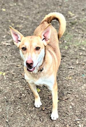 Layla, Terrier / Husky, adult, available for adoption