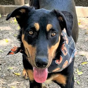 Scout, Shepherd / Labrador Retriever, adult, available for adoption