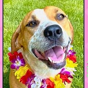 Cinnamon, Australian Cattle Dog / Blue Heeler / Catahoula Leopard Dog, adult, available for adoption