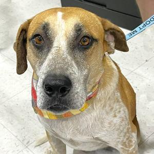 Sage, Australian Cattle Dog / Blue Heeler / Catahoula Leopard Dog, adult, available for adoption