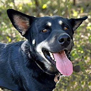 Rex, Shepherd / Husky, adult, available for adoption