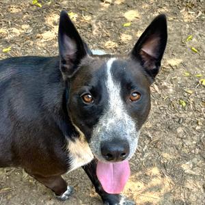 Sparky, Australian Cattle Dog / Blue Heeler, adult, available for adoption