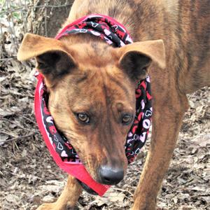 Tigger, Australian Cattle Dog / Blue Heeler / Retriever, adult, available for adoption