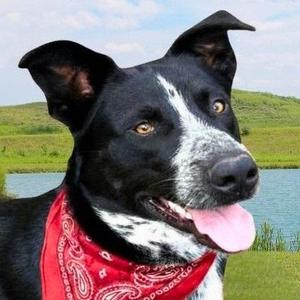 Jax, Australian Cattle Dog / Blue Heeler / Labrador Retriever, adult, available for adoption