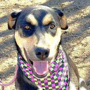 Gumbo, Shepherd / Husky, young, available for adoption