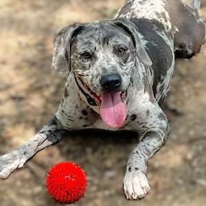 Ryder, Catahoula Leopard Dog, young, available for adoption