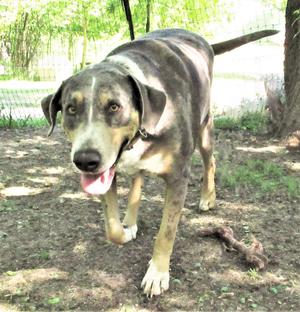 Duke, Catahoula Leopard Dog, senior, available for adoption