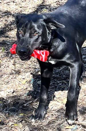 Roscoe, Black Labrador Retriever / Retriever, adult, available for adoption