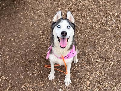 A happy husky dog with blue eyes and a pink harness sitting on a mulch-covered ground.