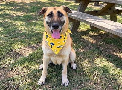 ALBA, German Shepherd Dog, senior, available for adoption