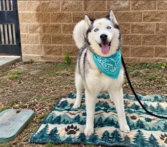 COCO, Siberian Husky, senior, available for adoption
