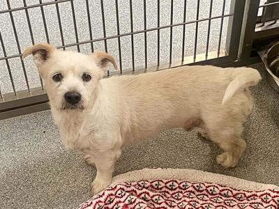 A small, light-colored dog with a fluffy coat standing on a patterned rug in front of a metal gate.
