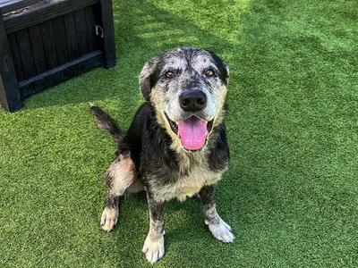 DEREK, Catahoula Leopard Dog / Labrador Retriever, senior, available for adoption