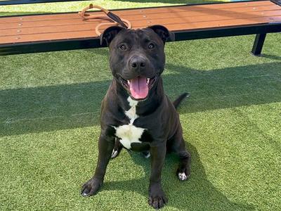 ANDRE, Labrador Retriever / Pit Bull Terrier, adult, available for adoption