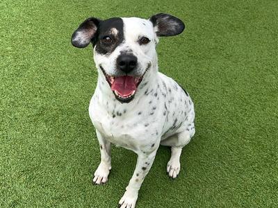 ANDREA, Australian Cattle Dog/Blue Heeler, senior, available for adoption