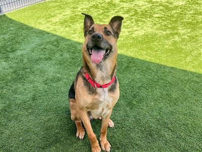 A German Shepherd dog sitting on artificial grass, wearing a red collar, with its mouth open and tongue out.