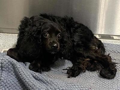 ANAKIN, Cocker Spaniel, adult, available for adoption