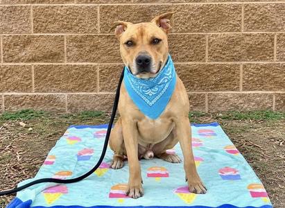 A brown dog wearing a blue bandana sits on a colorful blanket in front of a brick wall.